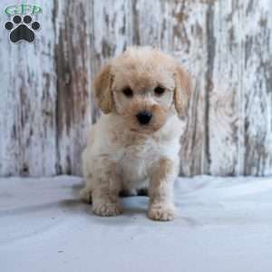 Hope, Mini Labradoodle Puppy